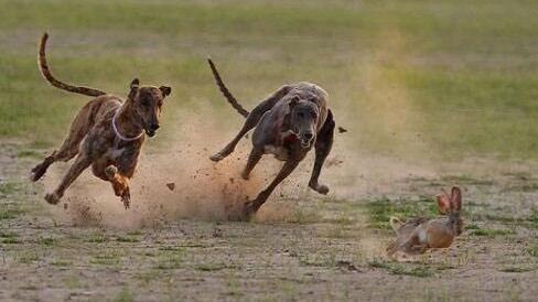 如何规范撰写ALT属性案例图片:两只狗在追兔子